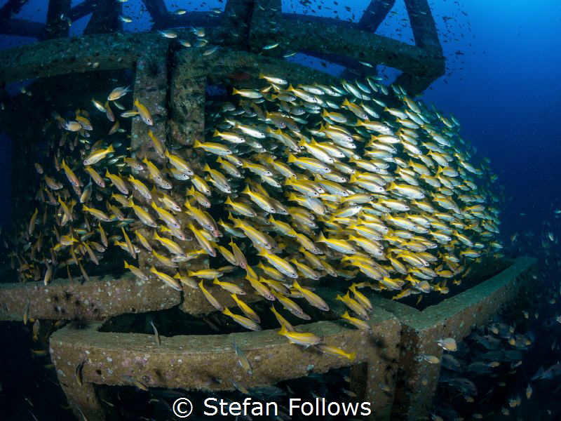 Plunge
Big Eye Snapper - Lutjanus lutjanus
Sail Rock, T... by Stefan Follows 