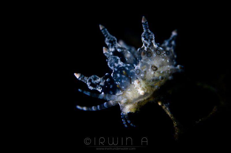 L I G H T I N G
Nudibranch (Eubranchus ocellatus)
Tulam... by Irwin Ang 