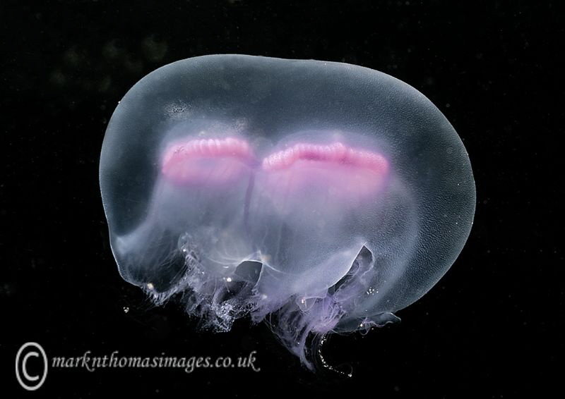 Moon Jelly.
Aughrus. by Mark Thomas 