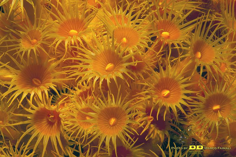 Parazoantus axinellae by Marco Faimali (ismar-Cnr) 