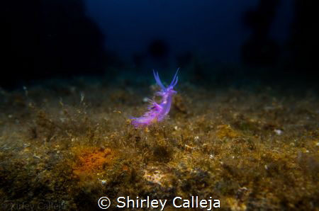Nudi found on Tugboat Rosi in Cirkewwa Malta. by Shirley Calleja 