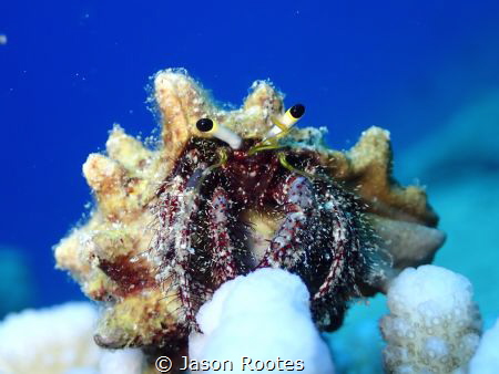 Hello by Jason Rootes 