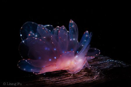 Cyerce elegans by Liang Fu 