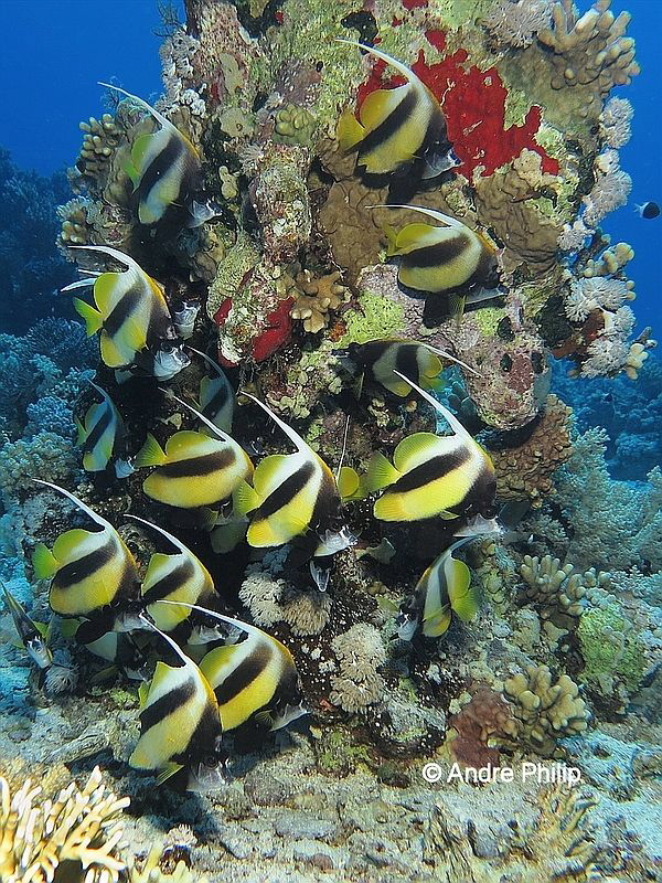Meeting of Red Sea bannerfish (Heniochus intermedius) by Andre Philip 