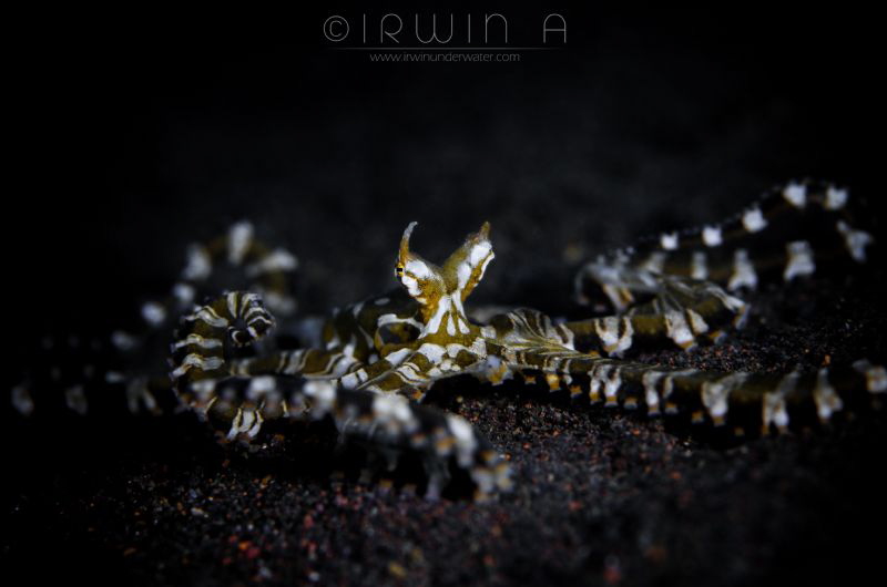 M A G I C I A N
Wonderpus octopus (Wunderpus photogenicu... by Irwin Ang 