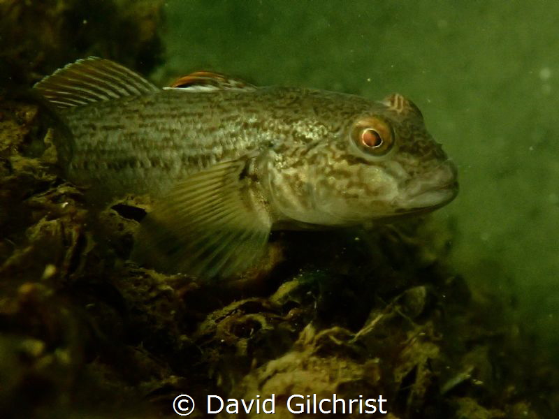 Round Goby
Welland Scuba Park by David Gilchrist 