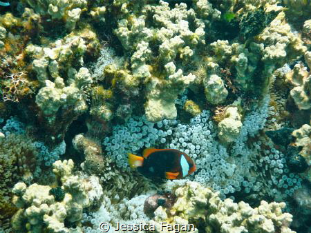 Anemone fish hanging out around his home. by Jessica Fagan 