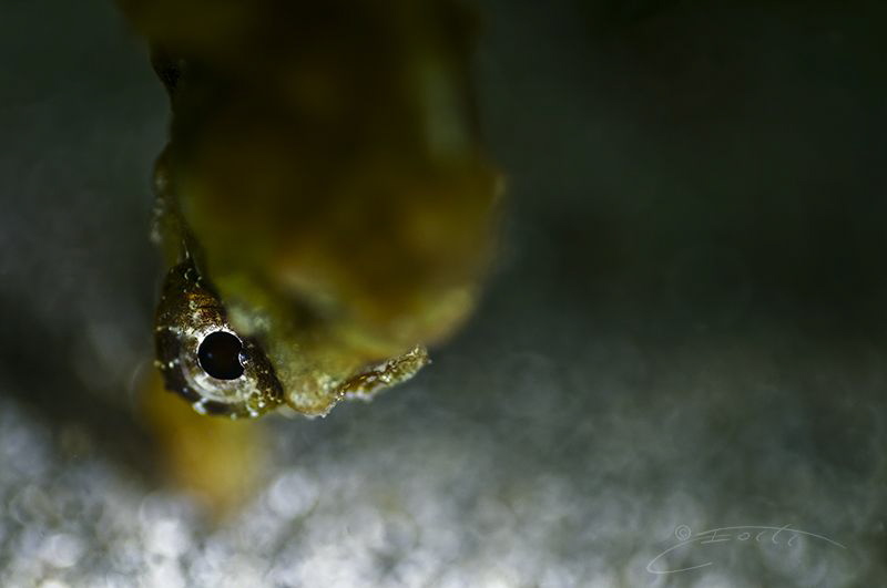 ~ Connecting the Dots ~
The Knysna Seahorse, the most th... by Geo Cloete 