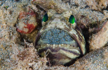 Male Jawfish (The Patriarch) by Frankie Rivera 