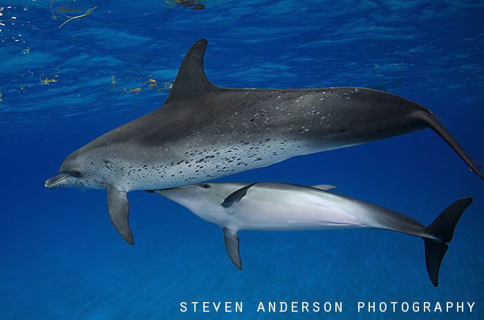 Breakfast in Bimini - Bahamas by Steven Anderson 