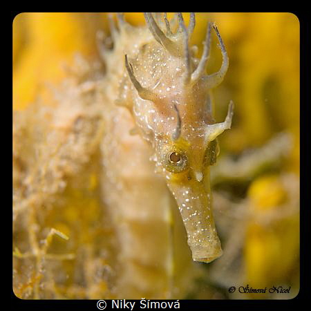 Sea horse by Niky Šímová 