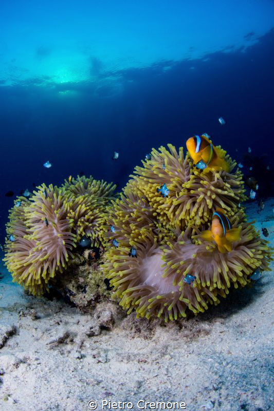 Anemone house by Pietro Cremone 