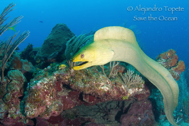 Green Morey in the Reef, San Pedro Belize by Alejandro Topete 