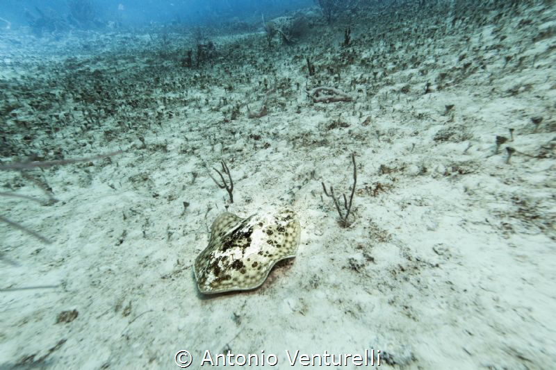 stingray camouflage by Antonio Venturelli 