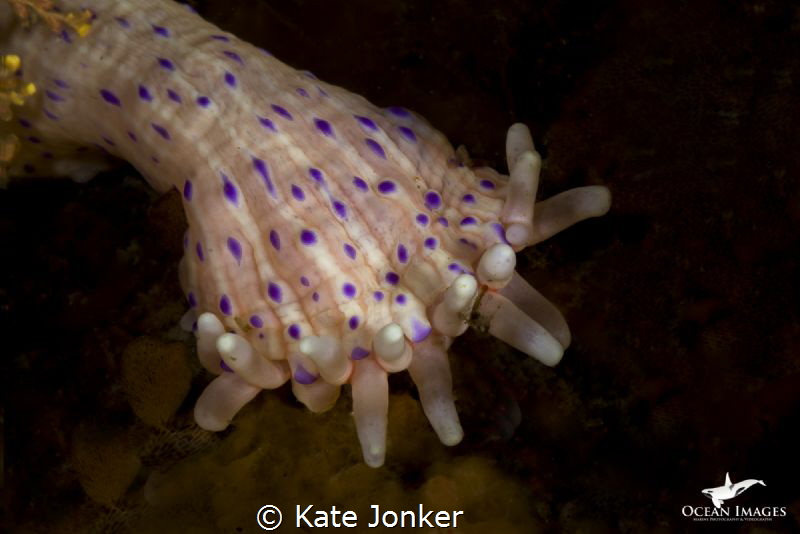 Holding Hands
Dwarf Anemone, Gordon's Bay - South Africa by Kate Jonker 