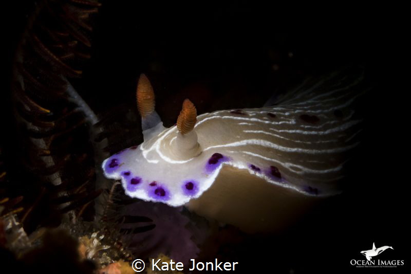 Cape Dorid
Drop Zone, South Africa by Kate Jonker 