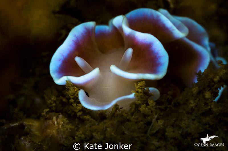 Frilly Nudibranch
Steenbras Deep - Gordon's Bay, South A... by Kate Jonker 