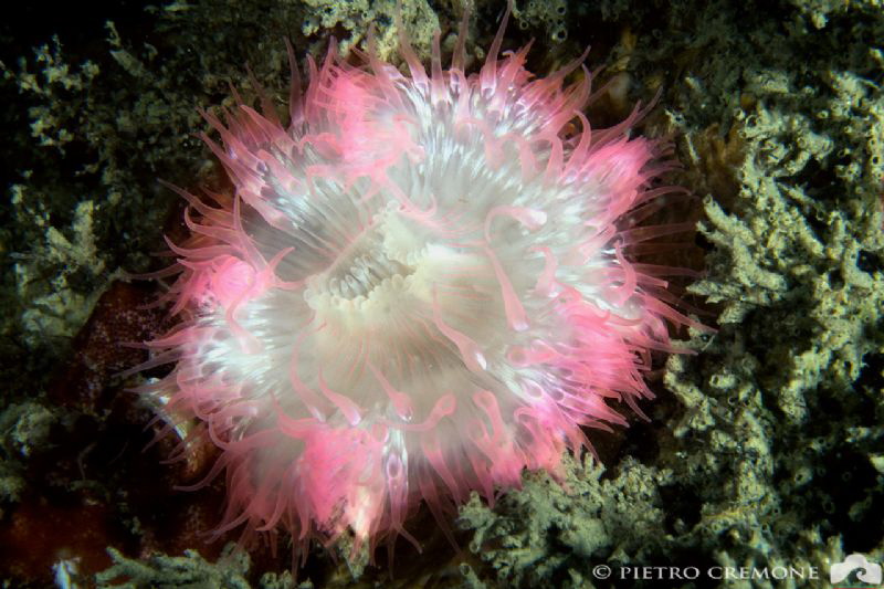 Fluo Anemone - found inside a wreck by Pietro Cremone 