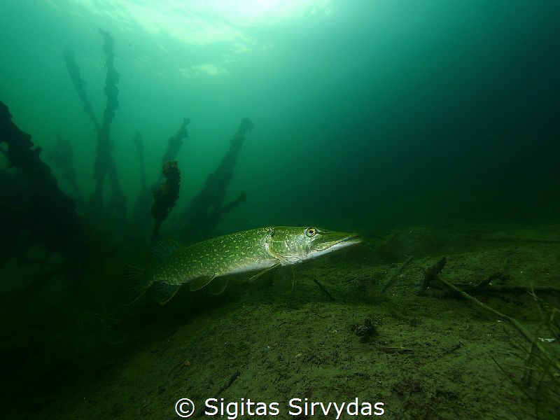 Pike by Sigitas Sirvydas 