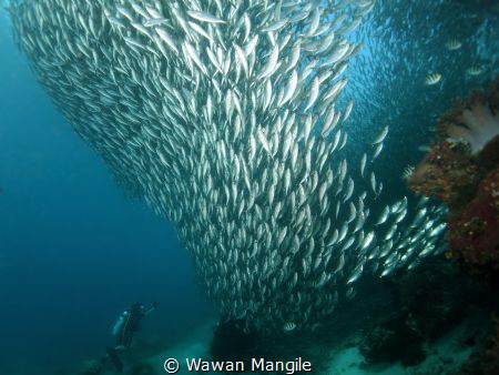 Schooling fish at Arborek Jetty Raja Ampat, Papua Indonesia by Wawan Mangile 