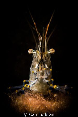 Snooted common prawn (Palaemon Serratus) shot in Bebek, İ... by Can Turktan 