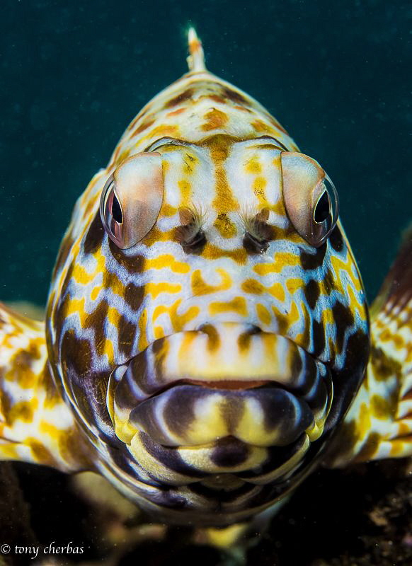 Stocky Hawkfish, or Po'opa'a in Hawaiian... Considered a ... by Tony Cherbas 