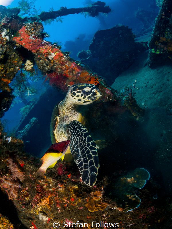 Levity

Hawksbill Turtle - Eretmochelys imbricata

Li... by Stefan Follows 