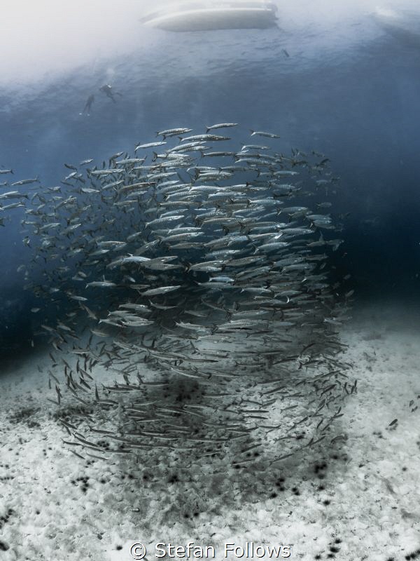 Free Fall
Chevron Barracuda - Sphyraena qenie
Sail Rock... by Stefan Follows 
