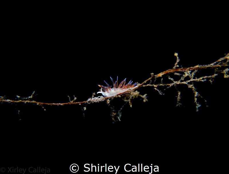Nudi on tugboat Rosi by Shirley Calleja 