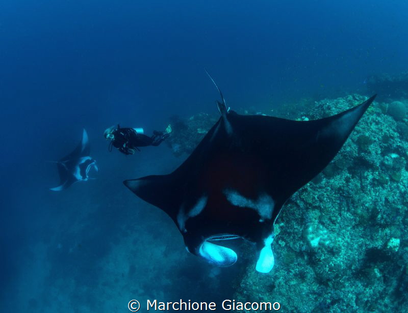 Mantas and model
Nikon d800e, 10,5MM
Two strobo sea and... by Marchione Giacomo 