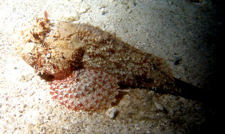 Scorpion fish found resting on the sand in Cozumel during... by Gary Schlei 