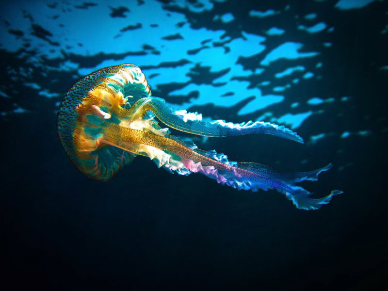 A jellyfish spotted in Mellieha, Malta by Shirley Calleja 
