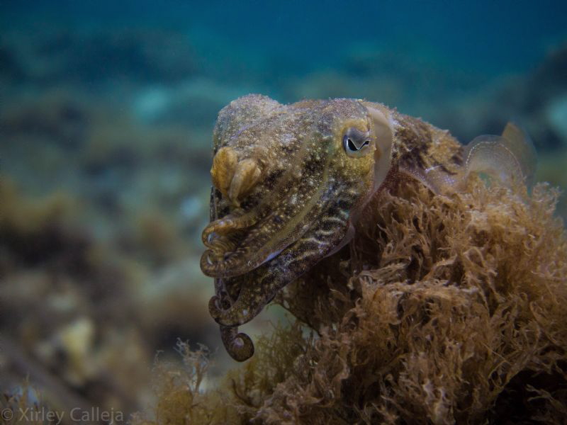 spotted in Sliema...a friendly fella by Shirley Calleja 