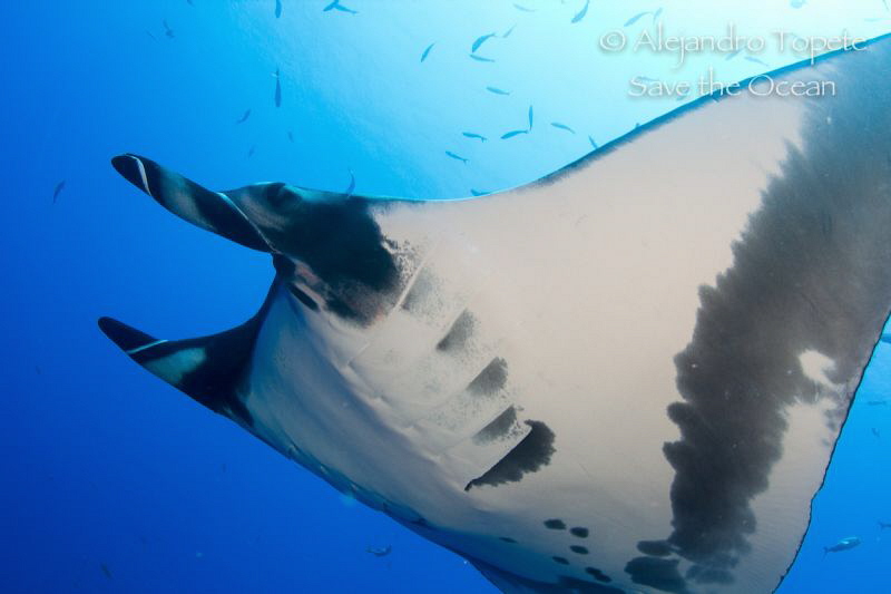 Mantaray with blue, Isla Socorro Mexico by Alejandro Topete 