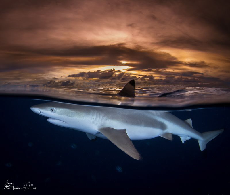 Sunset split Blacktip Reefshark in Yap Mantafest by Steven Miller 
