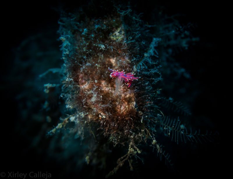 spotted on the Um el Faroud wreck in zurrieq Malta by Shirley Calleja 