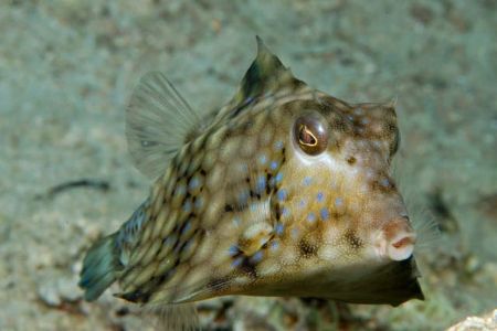 Trunk fish in Gulf of Aqaba 105mm macro by Chris Kennedy 