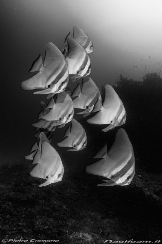 Batfish school by Pietro Cremone 