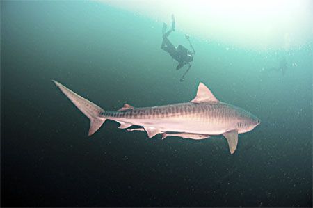 Tiger Shark Photography in Africa. Wild. by Fiona Ayerst 