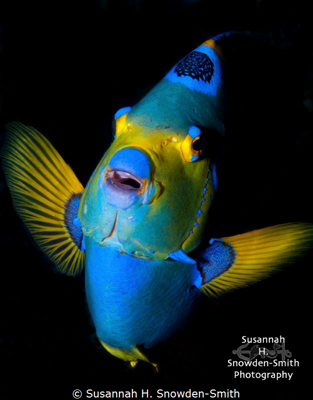 "Face To Face"
Queen angelfish are normally quite skiddi... by Susannah H. Snowden-Smith 