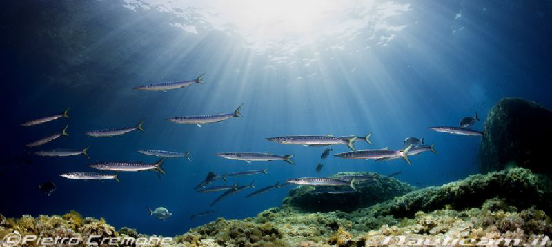 Barracudas in the shallow by Pietro Cremone 