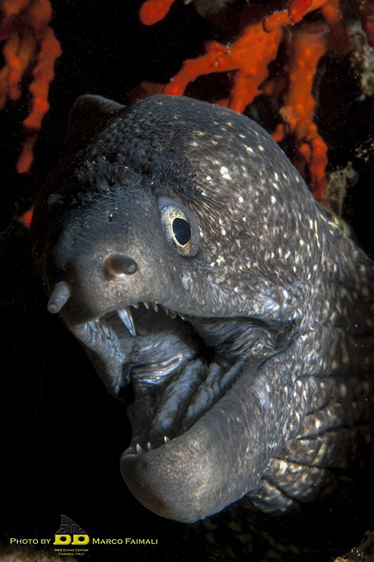 The Mediterranean moray - Muraena helena (sometimes also ... by Marco Faimali (ismar-Cnr) 