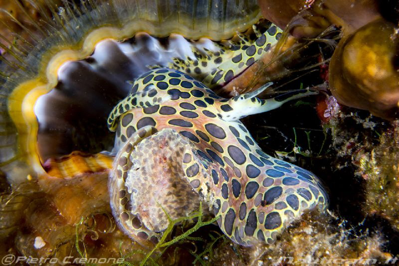 Cymatium neapolitanum, a beautiful gasteropod by Pietro Cremone 