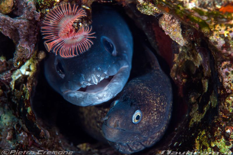 a strange couple! by Pietro Cremone 