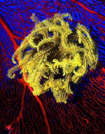 'YELLOW VISION'. A nice healthy specimen on fan coral. Th... by Rick Tegeler 