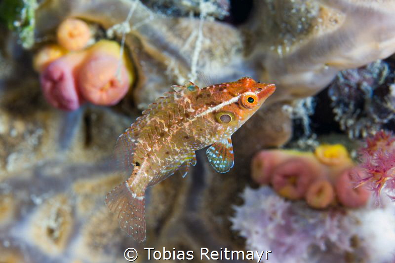 Juvenile wrasse on Kensho Maru, Chuuk by Tobias Reitmayr 
