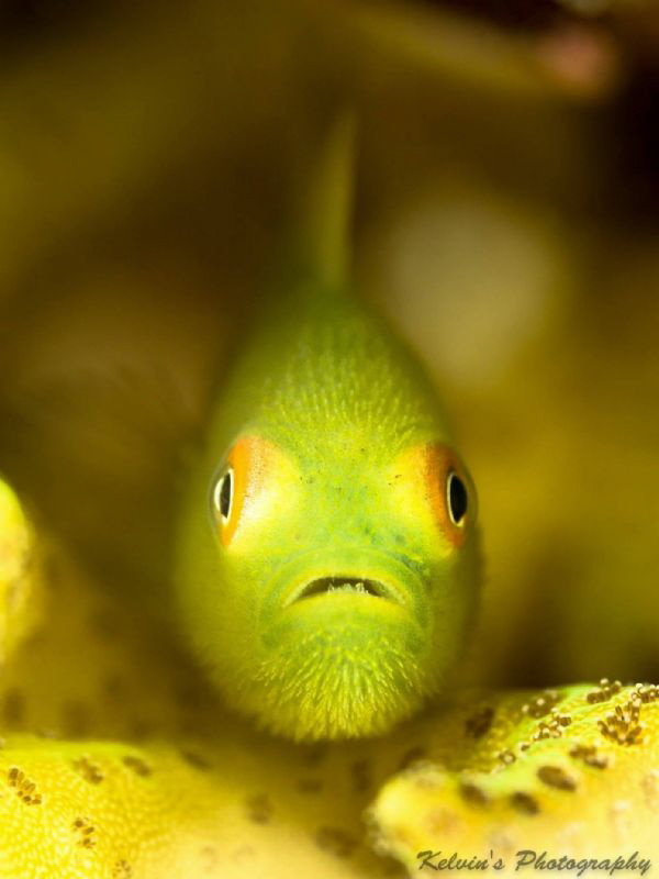 Bearded goby by Kelvin H.y. Tan 