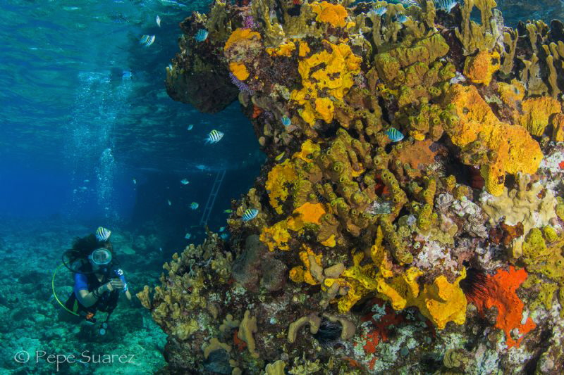 Shore dive in Cozumel by Pepe Suarez 