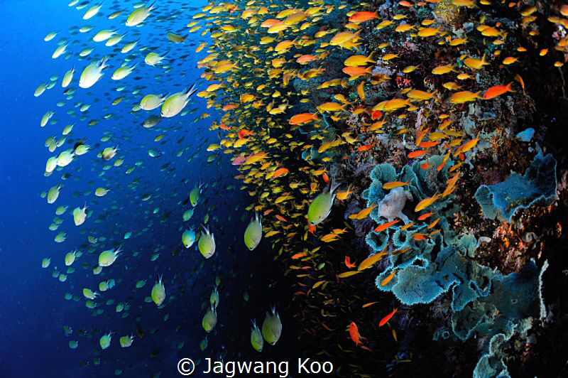 Anthias by Jagwang Koo 