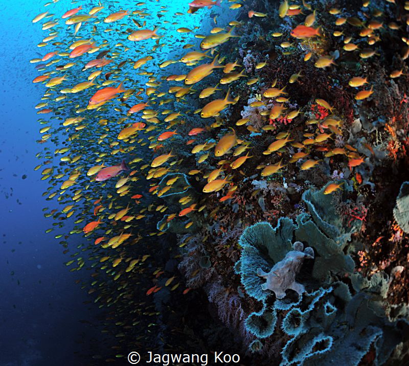 Anthias by Jagwang Koo 